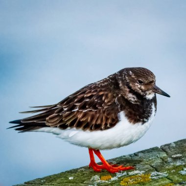 Ruddy Turnstone, üremeyen erkek, Blyth, Northumberland, 2025 Baharı