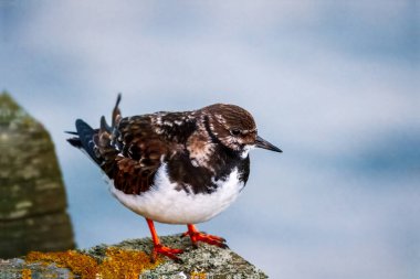 Ruddy Turnstone, üremeyen erkek, Blyth, Northumberland, 2025 Baharı