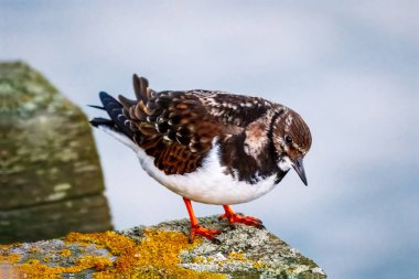 Ruddy Turnstone, üremeyen erkek, Blyth, Northumberland, 2025 Baharı