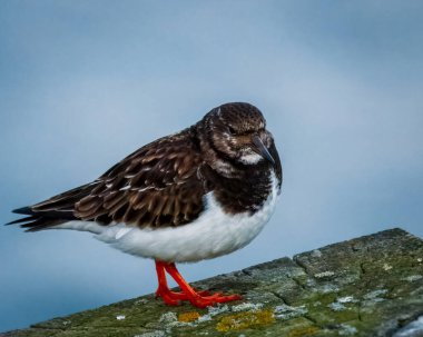 Ruddy Turnstone, üremeyen erkek, Blyth, Northumberland, 2025 Baharı