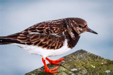 Ruddy Turnstone, üremeyen erkek, Blyth, Northumberland, 2025 Baharı