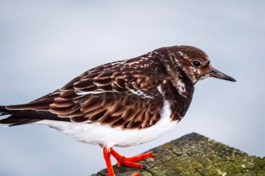 Ruddy Turnstone, üremeyen erkek, Blyth, Northumberland, 2025 Baharı