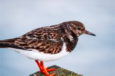 Ruddy Turnstone, üremeyen erkek, Blyth, Northumberland, 2025 Baharı