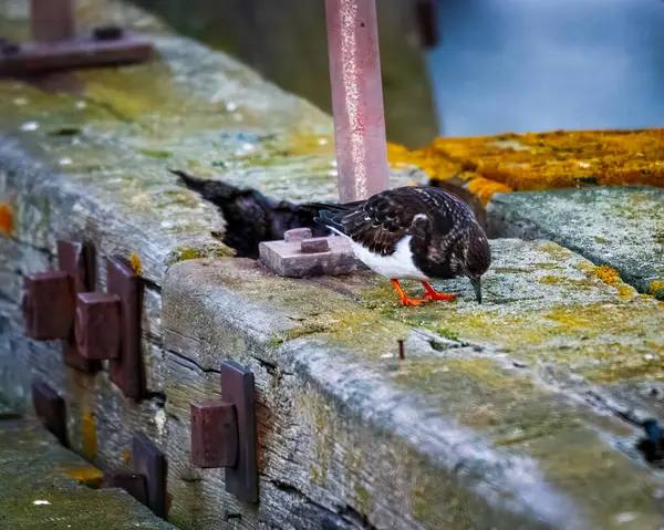 Ruddy Turnstone, üremeyen erkek, Blyth, Northumberland, 2025 Baharı