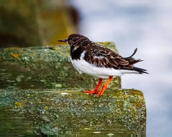 Ruddy Turnstone, üremeyen erkek, Blyth, Northumberland, 2025 Baharı