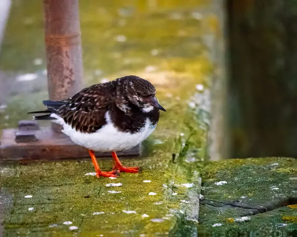 Ruddy Turnstone, üremeyen erkek, Blyth, Northumberland, 2025 Baharı