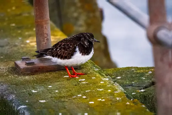 Ruddy Turnstone, üremeyen erkek, Blyth, Northumberland, 2025 Baharı