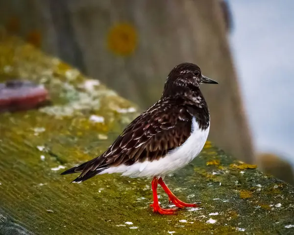 Ruddy Turnstone, üremeyen erkek, Blyth, Northumberland, 2025 Baharı