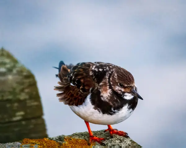 Ruddy Turnstone, üremeyen erkek, Blyth, Northumberland, 2025 Baharı