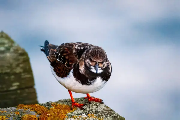 Ruddy Turnstone, üremeyen erkek, Blyth, Northumberland, 2025 Baharı