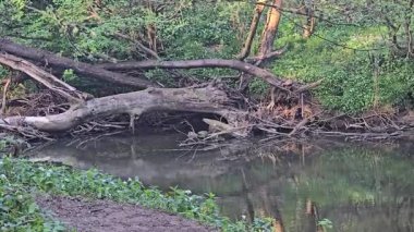 RIver Blyth, Humford Woods, Northumberland 'ın güzel bir manzarası. 5 Mayıs 2025 'te sineklerle yükselen ve beslenen balıklar. 