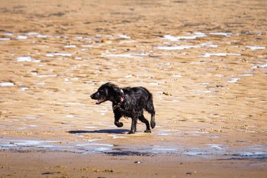 Köpekler en iyi günlerini sahilde geçiriyorlar Mayıs 2025. 