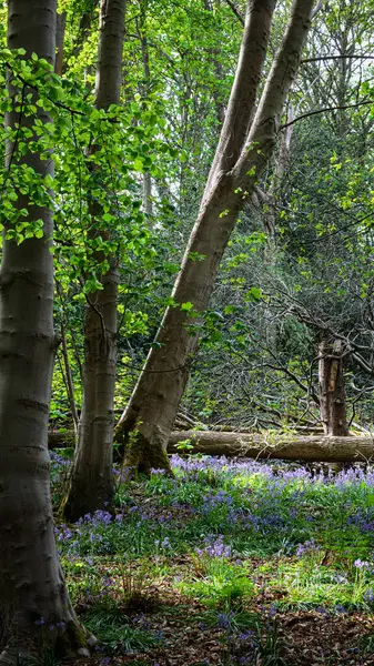 BlueBell ve Vahşi Sarımsak, Blue Bell Ormanı, Morpeth, Northumberland Baharı 2025