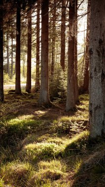 Kielder Ormanı Northumberland 'da, Mayıs 2025' te çamların arasından ışık parlıyor.. 