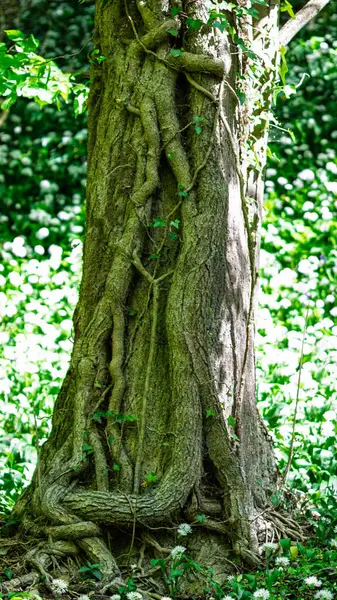 Eski sarmaşık kökleri ve sarmaşıklarla kaplı ağaç gövdesi, Humford Ormanı, Northumberland Mayıs 2025