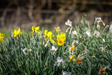 Northumberland 'da bahar yürüyüşü ve çiçekleri Mart 2025