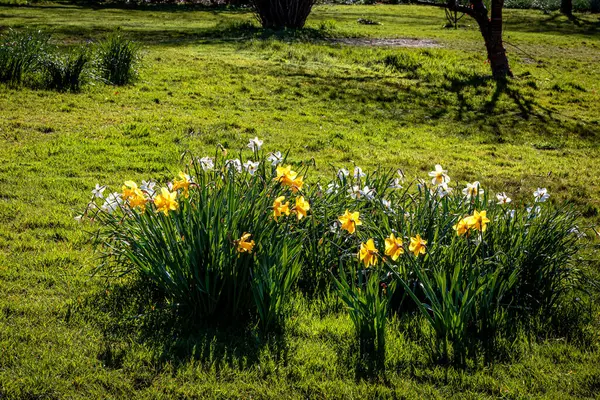 Northumberland 'da bahar yürüyüşü ve çiçekleri Mart 2025