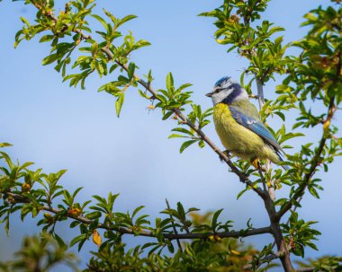 Blue Tit perched on Branch, Hauxley Nature Reserve, May 2025