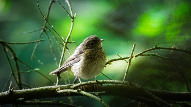 Genç Robin uçuş derslerine ara veriyor, Humford Ormanı, Northumberland, Mayıs 2025