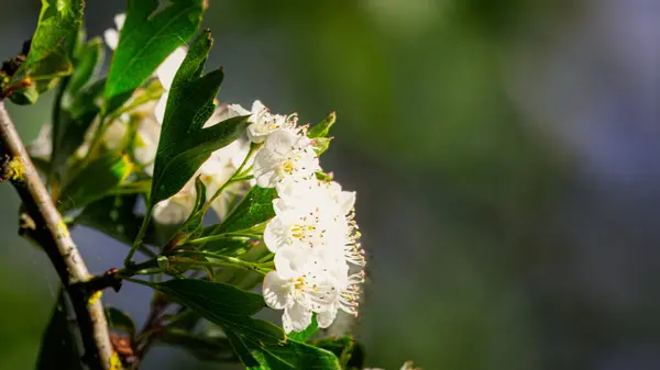 Hawthorn Çiçeği, Hauxley Northumberland Mayıs 2025. 