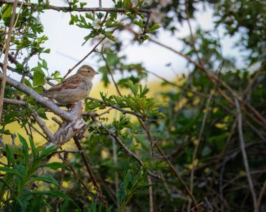 Tree Sparrow, Gallagher Park, Bedlington, Northumberland Mayıs 2025