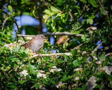 Dunnock Gallagher Park, Bedlington, Northumberland, Mayıs 2025 'te tünedi.