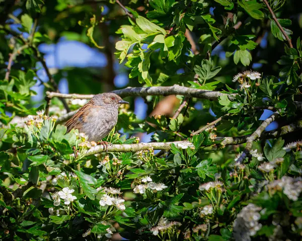 Dunnock Gallagher Park, Bedlington, Northumberland, Mayıs 2025 'te tünedi.