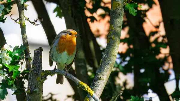 Robin, Gallagher Park Bedlington Northumberland 'da tünedi. Mayıs 2025.