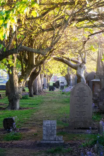 Gün batımında ağaçların arasından gün ışığı, Blyth, Northumberland 'deki mezarlık, Mayıs 2025