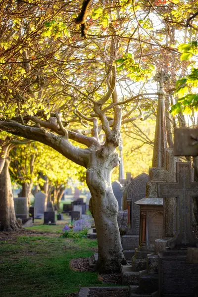 Gün batımında ağaçların arasından gün ışığı, Blyth, Northumberland 'deki mezarlık, Mayıs 2025