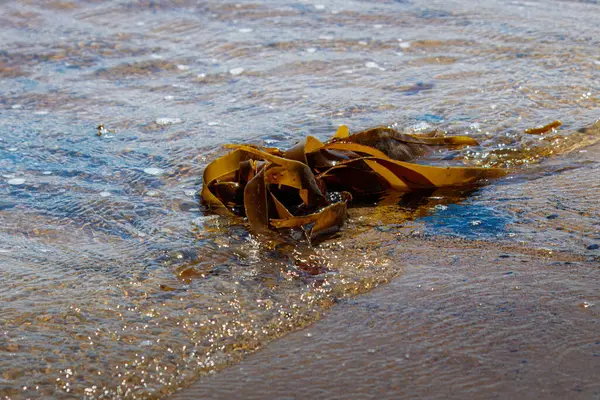 Taze deniz yosunu geliyor, Blyth Sahili, Northumberland 2025 