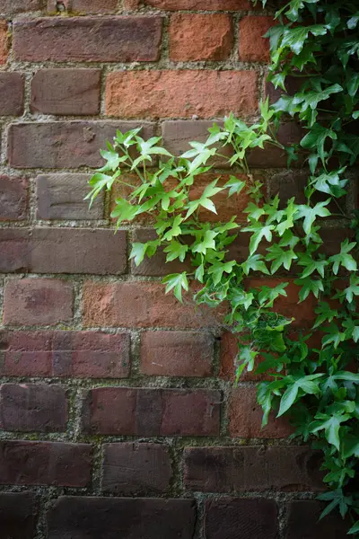 Northumberland 'da bahar çiçekleri olan güzel bir bahçe, Mayıs 2025