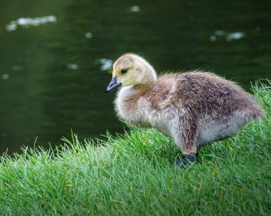 Sheepwash, Northumberland 'da Goslings, Wansbeck Nehri üzerinde Mayıs 2025
