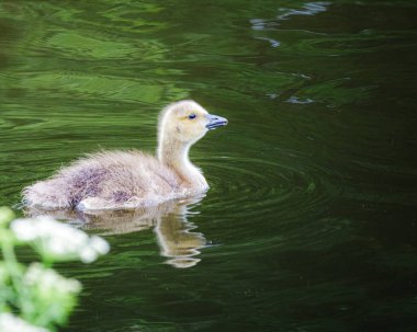 Sheepwash, Northumberland 'da Goslings, Wansbeck Nehri üzerinde Mayıs 2025