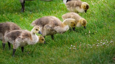 Sheepwash, Northumberland 'da Goslings, Wansbeck Nehri üzerinde Mayıs 2025