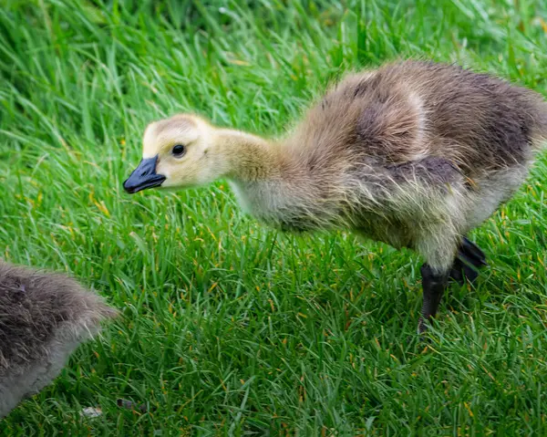 Sheepwash, Northumberland 'da Goslings, Wansbeck Nehri üzerinde Mayıs 2025