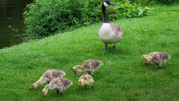 Sheepwash, Northumberland 'da Goslings, Wansbeck Nehri üzerinde Mayıs 2025