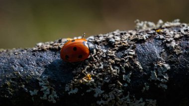 Ladybird 'ün yosun kaplı metal bir tırabzanda yürürken Macro çekimi, Wallington 2025