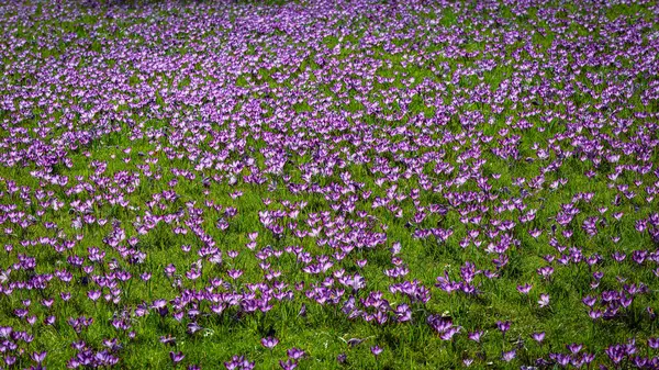 Crocus Lawn Wallington Northumberland, Mart 2025
