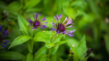 Centaurea montana (Amethyst Cornflower), Avrupa kıtası Northumberland 'da 2025 Mayıs' ında yetişen bir bitki türü.. 