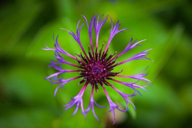 Centaurea montana (Amethyst Cornflower), Avrupa kıtası Northumberland 'da 2025 Mayıs' ında yetişen bir bitki türü.. 
