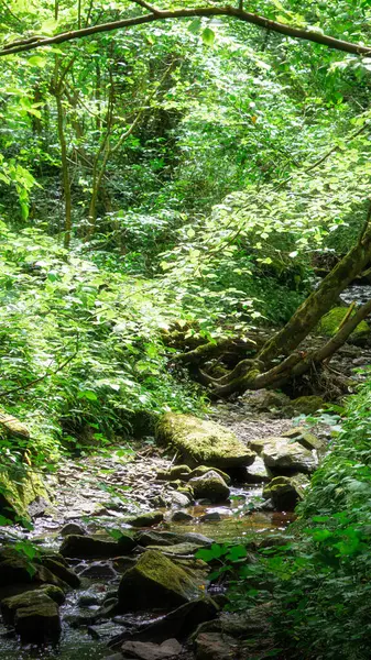 Alacakaranlık, ağaçların arasından ışık, Humford Ormanı, Northumberland Mayıs 2025