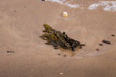 Alnmouth Plajı, Plaj dokusu, Alnmouth Northumberland Mayıs 2025