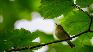 Ağaca tüneyen yaygın şifaff (Phylloscopus collybita), Humford Ormanı, Northumberland Mayıs 2025. 
