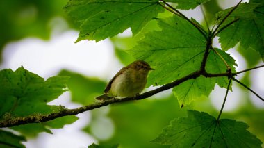 Ağaca tüneyen yaygın şifaff (Phylloscopus collybita), Humford Ormanı, Northumberland Mayıs 2025. 