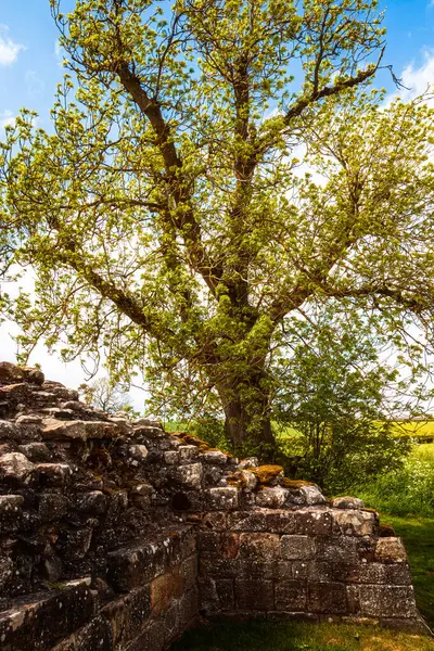 Edlingham, Northumberland, İngiltere manzaraları, 29 Mayıs 2025