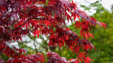 Yeşil zemin altında kırmızı Acer palmatum ağacı, Northumberland, Mayıs 2025