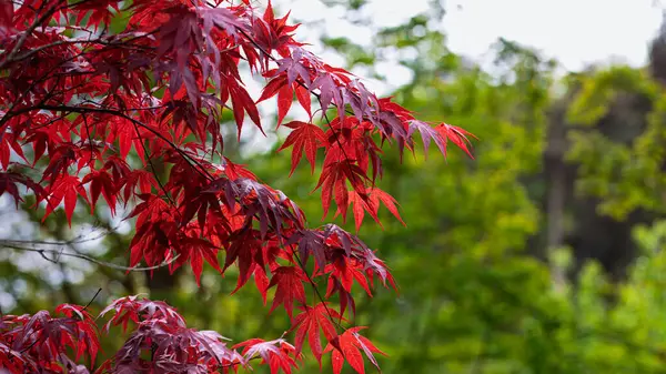 Yeşil zemin altında kırmızı Acer palmatum ağacı, Northumberland, Mayıs 2025