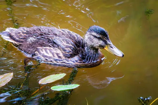 Dişi Mallard ve iki ördek yavrusu, Bakethin Reservoir, Kielder, Northumberland Haziran 2025