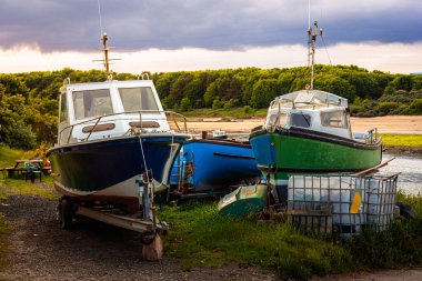 Bot Yard Dokuları, Wansbeck Estuary, Kambois, Northumberland 3 Haziran 2025.